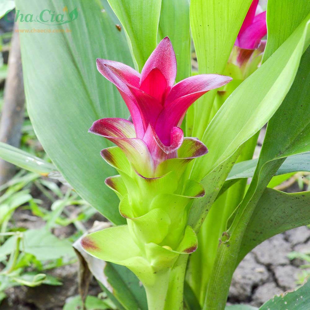 Zedoária - Curcuma Zedoaria - Roscoe. 60g - Chaecia