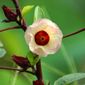 cha-de-hibiscus